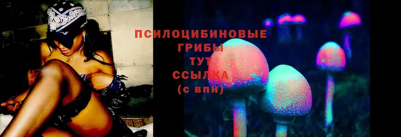 Псилоцибиновые грибы Cubensis  маркетплейс как зайти  Велиж  MEGA ССЫЛКА 